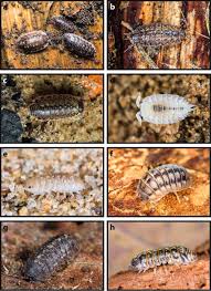 Attēlu rezultāti vaicājumam “Oniscus asellus”