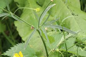 Attēlu rezultāti vaicājumam “Ranunculus acris leaf”