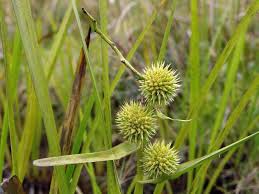 Attēlu rezultāti vaicājumam “Sparganium minimum flower”