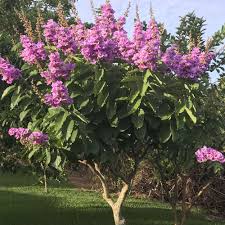 Image result for Lagerstroemia