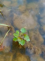 Attēlu rezultāti vaicājumam “Trapaceae”