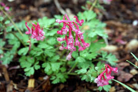 Attēlu rezultāti vaicājumam “Corydalis solida flower”