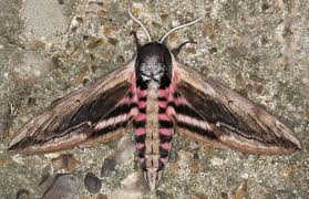 Attēlu rezultāti vaicājumam “Sphinx ligustri”