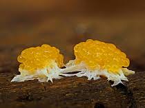 Attēlu rezultāti vaicājumam “Tubifera sp.”