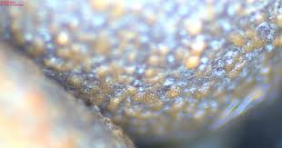 Attēlu rezultāti vaicājumam “Heterotrichia oerstedii (syn. Arcyria oerstedii) spores”