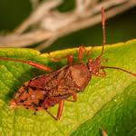 Attēlu rezultāti vaicājumam “Rhopalus maculatus”