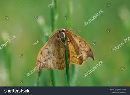 Attēlu rezultāti vaicājumam “Drepana falcataria”