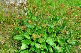 Attēlu rezultāti vaicājumam “Rumex thyrsiflorus”