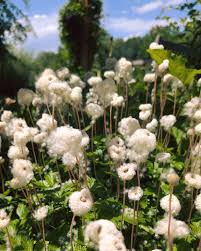 Attēlu rezultāti vaicājumam “Anemone sylvestris fruit”