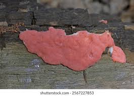 Attēlu rezultāti vaicājumam “Dictydiaethalium plumbeum young”