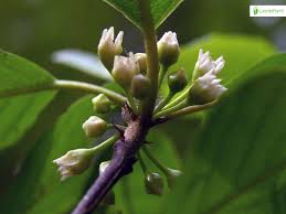 Attēlu rezultāti vaicājumam “Frangula alnus bud”