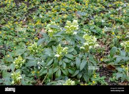 Image result for Nieswurz