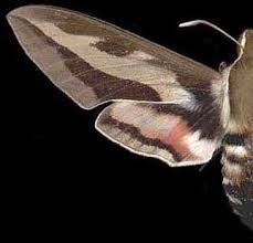 Attēlu rezultāti vaicājumam “Hyles gallii imago”