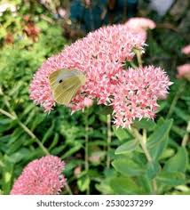 Attēlu rezultāti vaicājumam “Hylotelephium telephium”