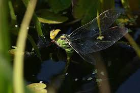 Attēlu rezultāti vaicājumam “Aeshna viridis”