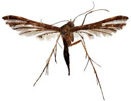 Attēlu rezultāti vaicājumam “Pterophoridae”