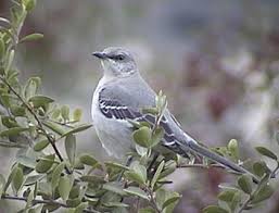 Image result for Mimus polyglottos