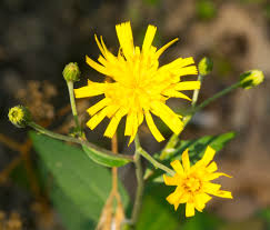 Attēlu rezultāti vaicājumam “Hieracium umbellatum flower”