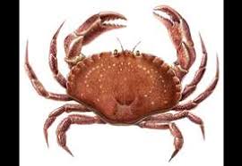 Image result for Cancer irroratus