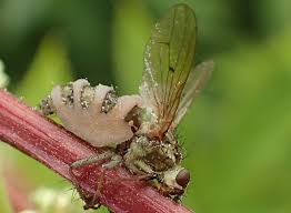 Attēlu rezultāti vaicājumam “Entomophthora”