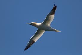 Image result for Morus bassanus