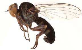 Attēlu rezultāti vaicājumam “Platypezidae”