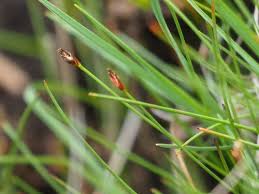 Attēlu rezultāti vaicājumam “Eleocharis quinqueflora”