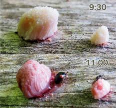 Attēlu rezultāti vaicājumam “Anisotoma humeralis”