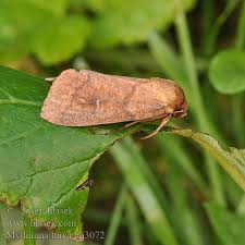 Attēlu rezultāti vaicājumam “Mythimna turca”