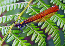Attēlu rezultāti vaicājumam “Calopteryx virgo female”