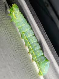 Attēlu rezultāti vaicājumam “Amphipyra”