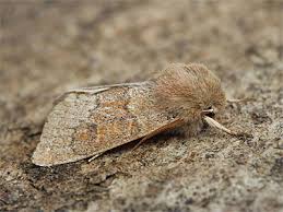 Attēlu rezultāti vaicājumam “Orthosia miniosa”