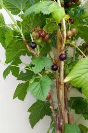 Attēlu rezultāti vaicājumam “Ribes nigrum fruit”