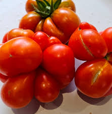 Afbeeldingsresultaat voor voyage tomato