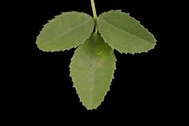 Attēlu rezultāti vaicājumam “Melilotus officinalis leaf”