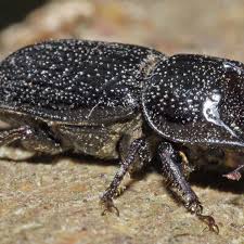 Attēlu rezultāti vaicājumam “Sinodendron cylindricum female”