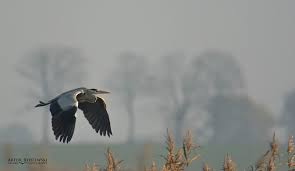 Attēlu rezultāti vaicājumam “Ardea cinerea”