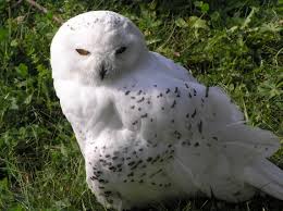 Image result for Bubo scandiacus