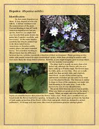 Attēlu rezultāti vaicājumam “Hepatica nobilis bud”