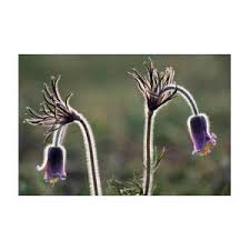 Attēlu rezultāti vaicājumam “Pulsatilla pratensis fruit”