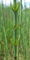 Attēlu rezultāti vaicājumam “Equisetum fluviatile”