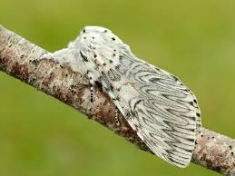 Attēlu rezultāti vaicājumam “Cerura vinula larva”
