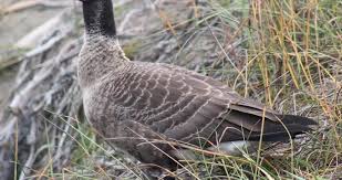 Attēlu rezultāti vaicājumam “Anseriformes”