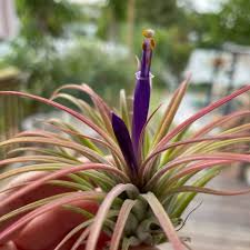 Image result for tillandsia umbellata