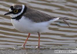 Attēlu rezultāti vaicājumam “Charadrius dubius”