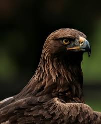 Attēlu rezultāti vaicājumam “Aquila chrysaetos”