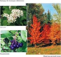 Attēlu rezultāti vaicājumam “Crataegus chlorosarca”