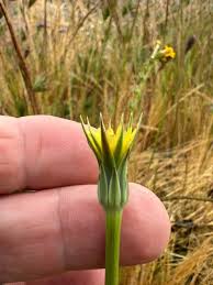 Image result for Helichrysum lindleyii