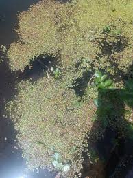 Attēlu rezultāti vaicājumam “Lemna minor”