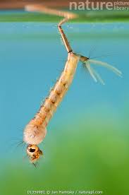 Attēlu rezultāti vaicājumam “Culex pipiens larva”